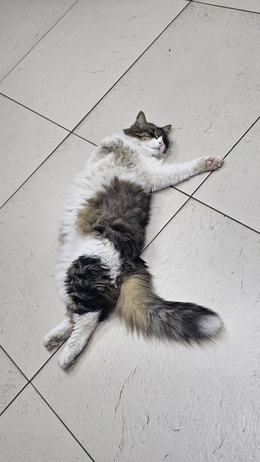 В СТК работает особенный сотрудник: кот Ося — на страже уюта и настроения