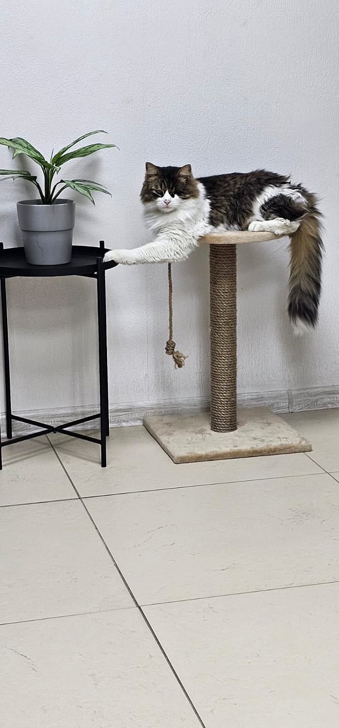 В СТК работает особенный сотрудник: кот Ося — на страже уюта и настроения