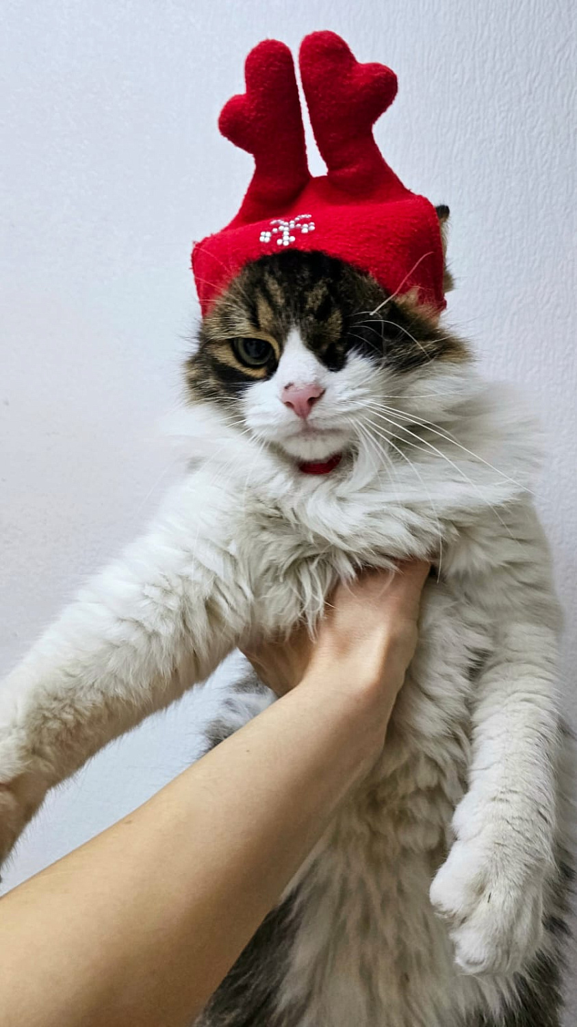 В СТК работает особенный сотрудник: кот Ося — на страже уюта и настроения